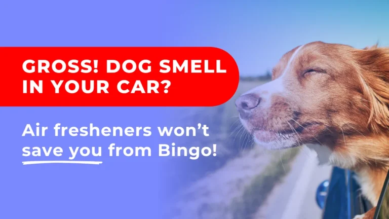 Hero banner showing a happy dog in a car window with bold headline asking: "Gross! Dog smell in your car?" Used in article about how to get dog smell out of your car.